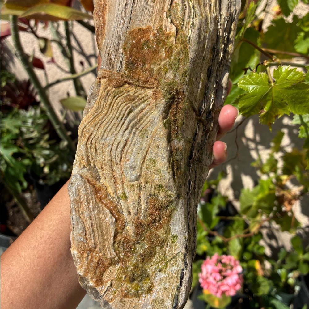Large Rare Petrified Wood W Agate Veins Specimen Rough 4.4 Lbs - Picture 6 of 16